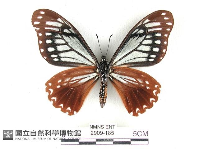 斑鳳蝶藏品圖，第2張