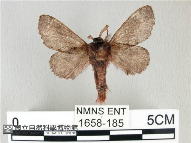 銀肩枯葉蛾藏品圖，第2張