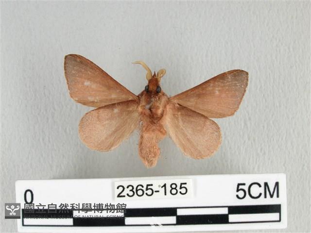 薄翅枯葉蛾藏品圖，第2張