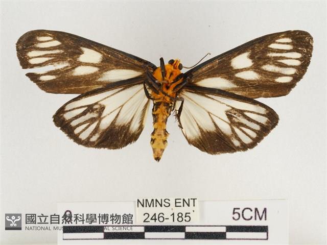 巨網燈蛾藏品圖，第2張