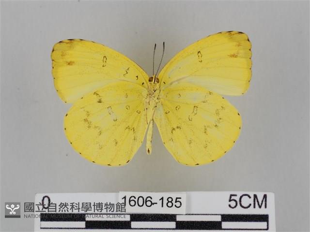 亮色黃蝶藏品圖，第2張