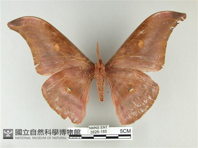 紅目天蠶蛾藏品圖，第2張