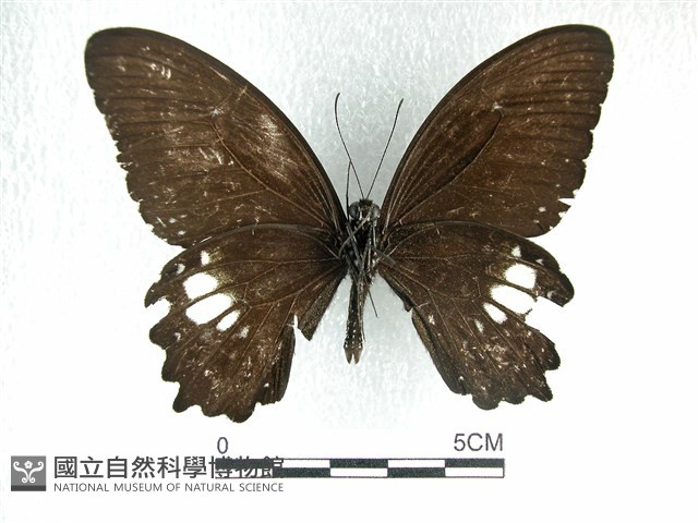 無尾白紋鳳蝶藏品圖，第2張