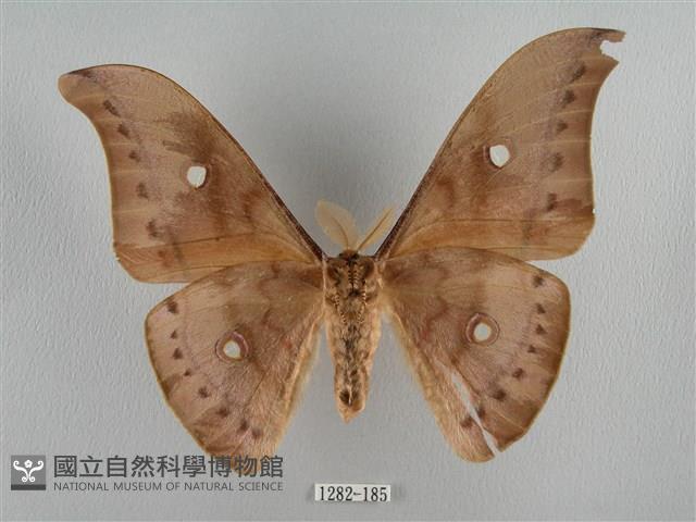 姬透目天蠶蛾藏品圖，第2張