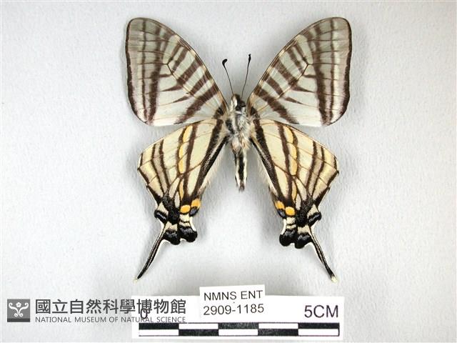 劍鳳蝶藏品圖，第2張