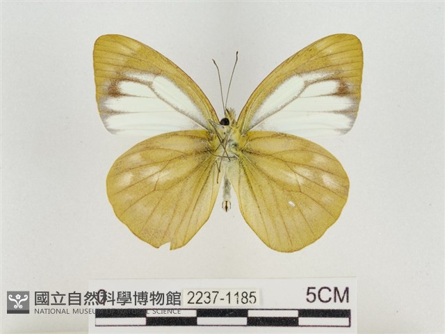 淡褐脈粉蝶藏品圖，第2張