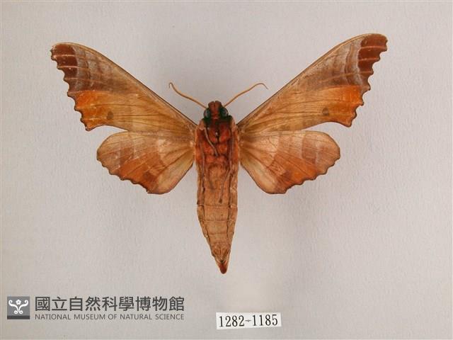 黑角六點天蛾藏品圖，第2張