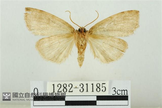 霧社環波紋蛾藏品圖，第2張