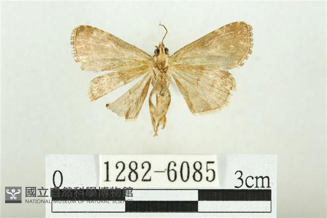 白斑散紋夜蛾藏品圖，第2張