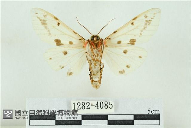 菊池污燈蛾藏品圖，第2張