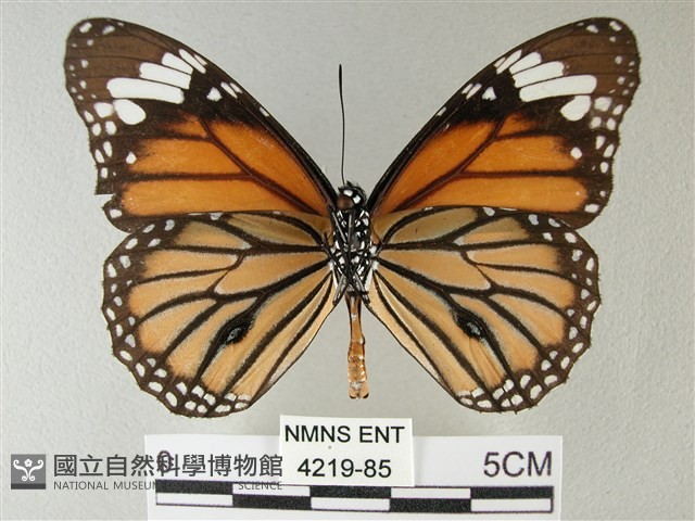 黑脈樺斑蝶藏品圖，第2張