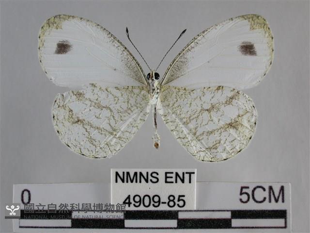 纖粉蝶、黑點粉蝶藏品圖，第2張