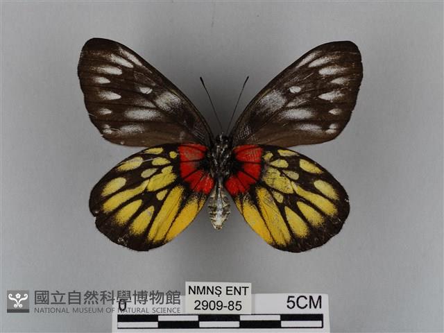 豔粉蝶藏品圖，第2張