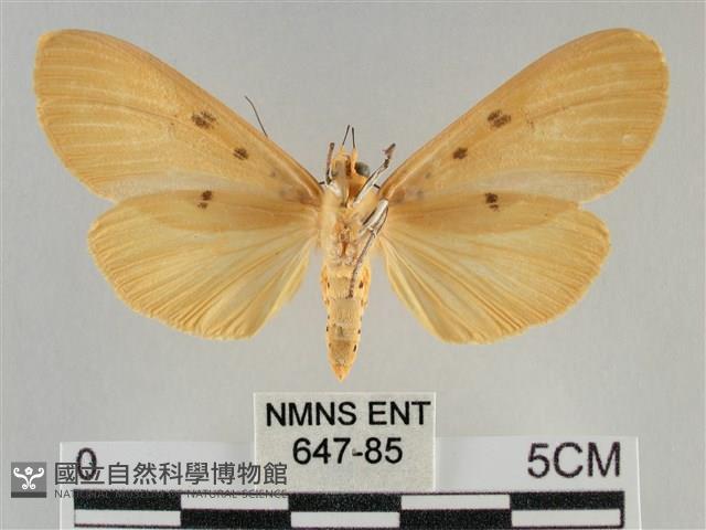 橙擬燈蛾藏品圖，第2張