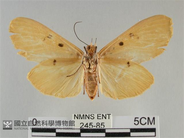 橙擬燈蛾藏品圖，第2張