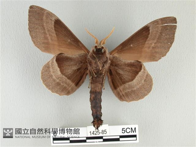 松大毛蟲藏品圖，第2張