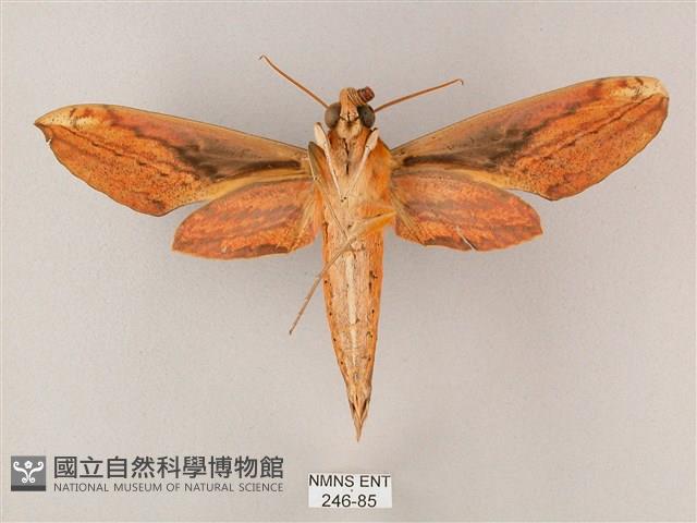 綠背斜紋天蛾藏品圖，第2張