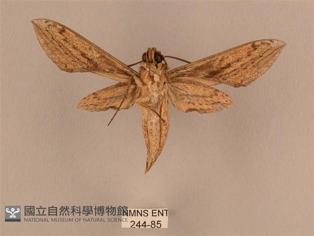 背線天蛾藏品圖，第2張