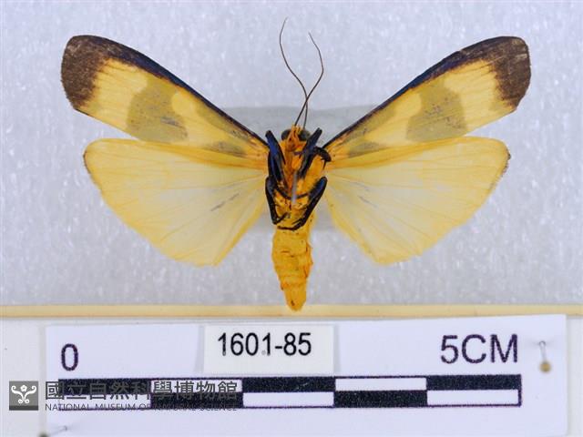 閃光苔蛾藏品圖，第2張