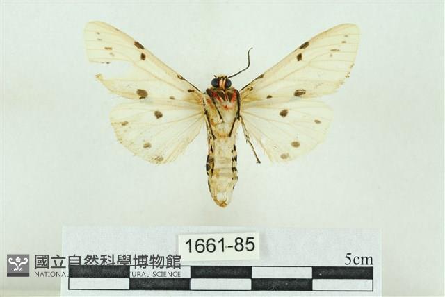 菊池污燈蛾藏品圖，第2張