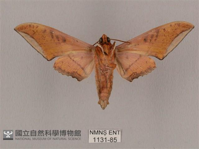 廣東鷹翅天蛾藏品圖，第2張