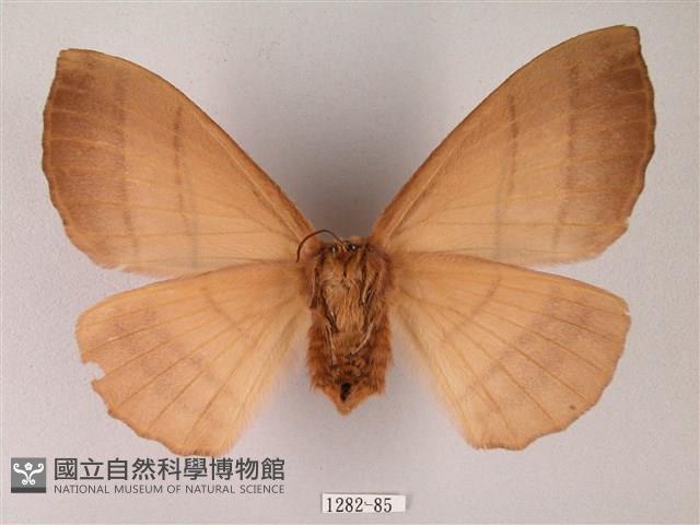 黑胸帶蛾藏品圖，第2張