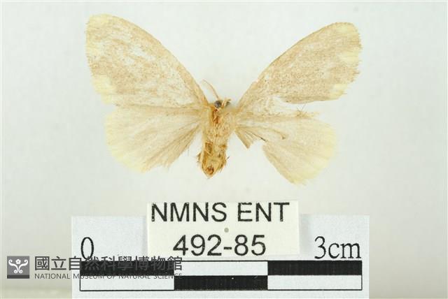 黑翅黃毒蛾藏品圖，第2張