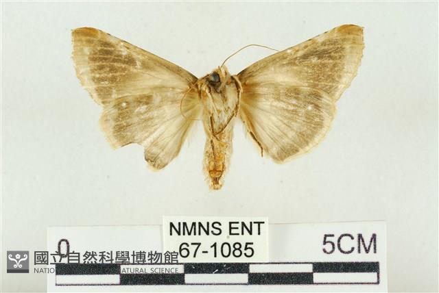 印華波紋蛾藏品圖，第2張