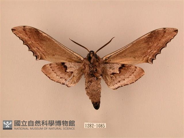 臺灣鋸翅天蛾藏品圖，第2張