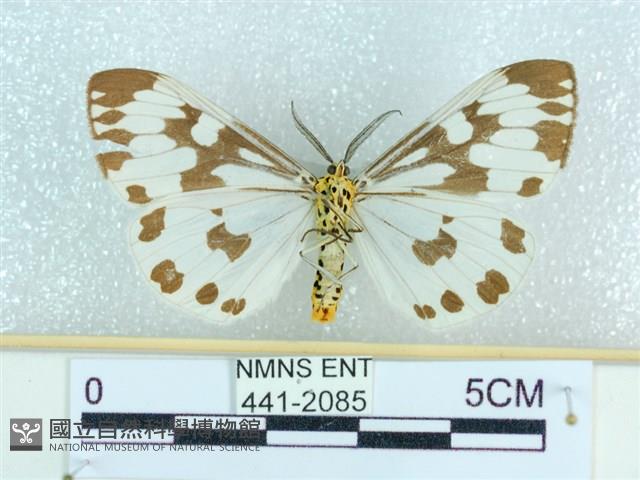 粉蝶燈蛾藏品圖，第2張