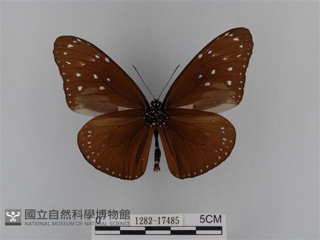 異紋紫斑蝶藏品圖，第2張