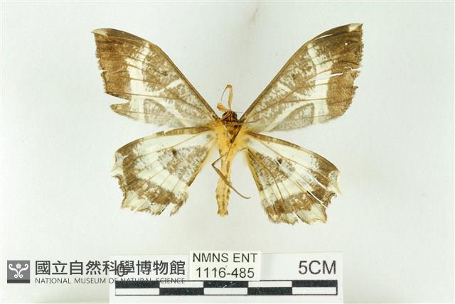 樹形尺蛾藏品圖，第2張