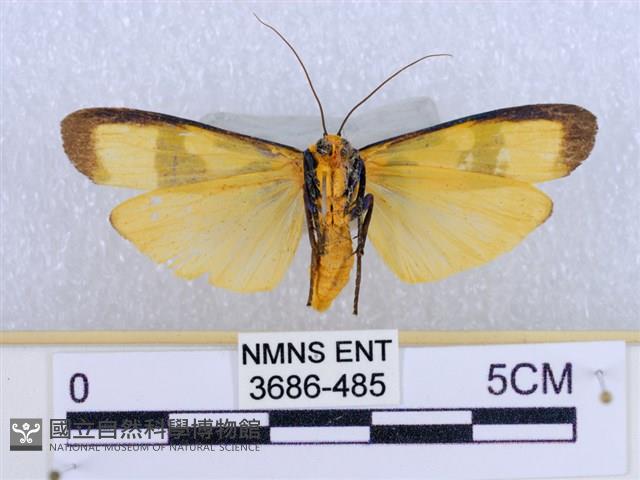 閃光苔蛾藏品圖，第2張