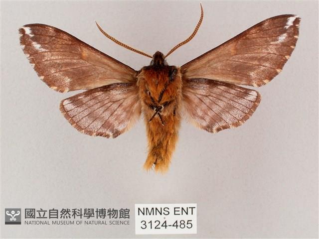 井上氏絨毛天蛾藏品圖，第2張