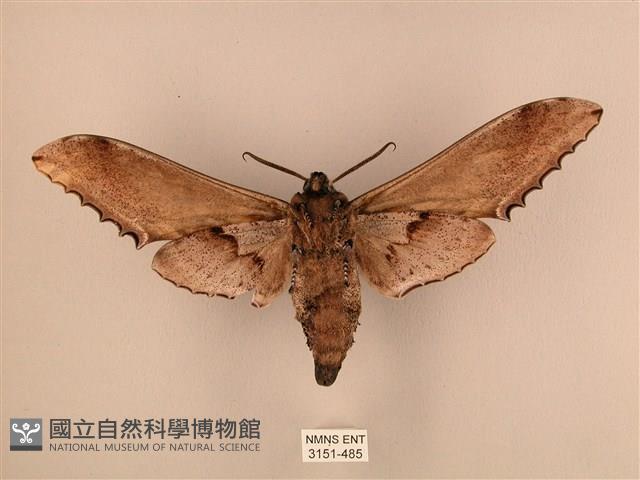 臺灣鋸翅天蛾藏品圖，第2張