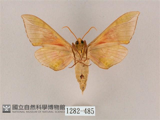 榆綠天蛾藏品圖，第2張