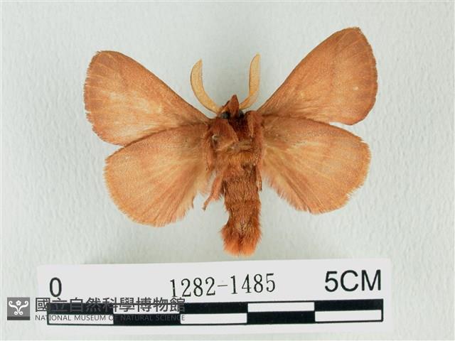 褐斜帶枯葉蛾藏品圖，第1張