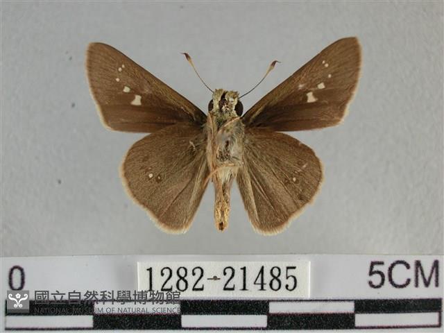 小稻弄蝶藏品圖，第2張