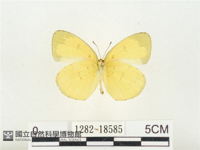 淡色黃蝶藏品圖，第2張