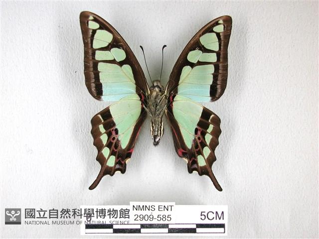 寬帶青鳳蝶藏品圖，第2張
