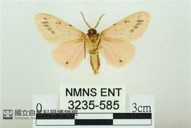 三條橙燈蛾藏品圖，第2張