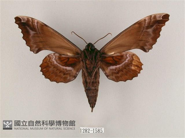 盾天蛾藏品圖，第2張