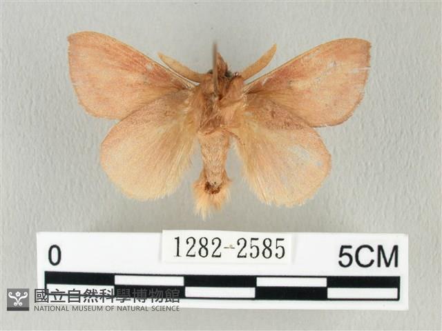 淡紋斜帶枯葉蛾藏品圖，第2張