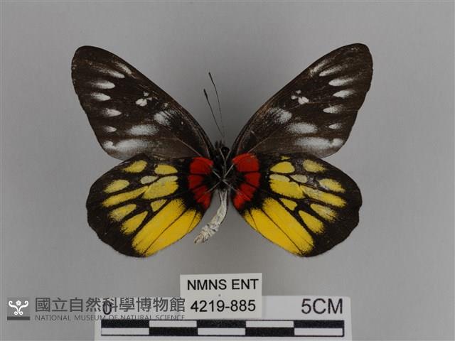 豔粉蝶藏品圖，第2張