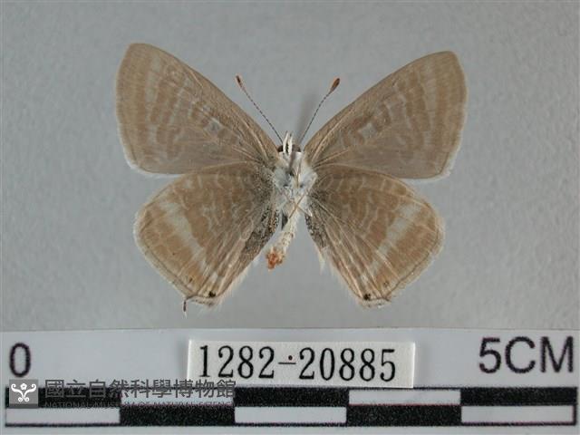 豆波灰蝶藏品圖，第2張