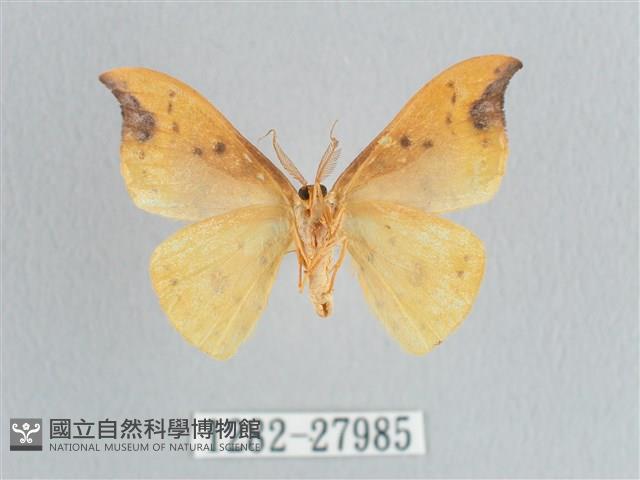 銀斑黃鉤蛾藏品圖，第2張