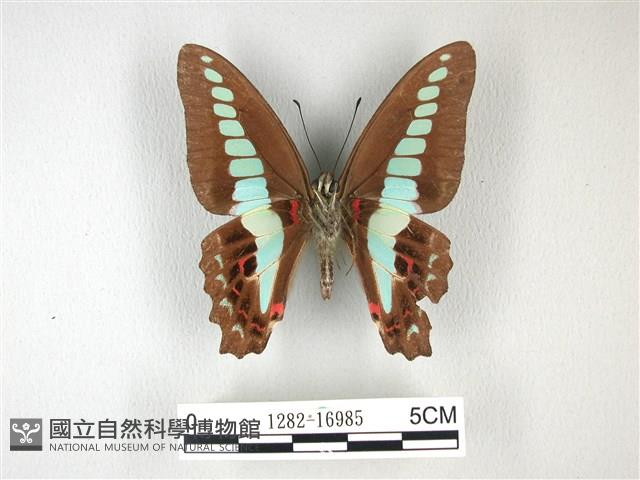 青帶鳳蝶藏品圖，第2張