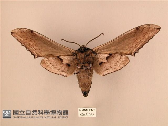 臺灣鋸翅天蛾藏品圖，第2張