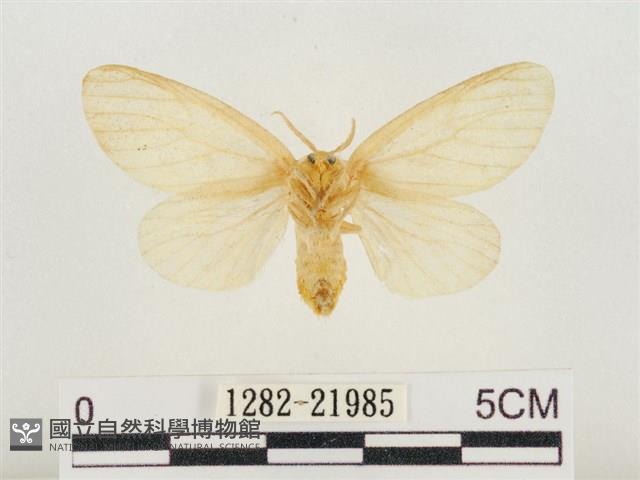 榕透翅毒蛾藏品圖，第2張