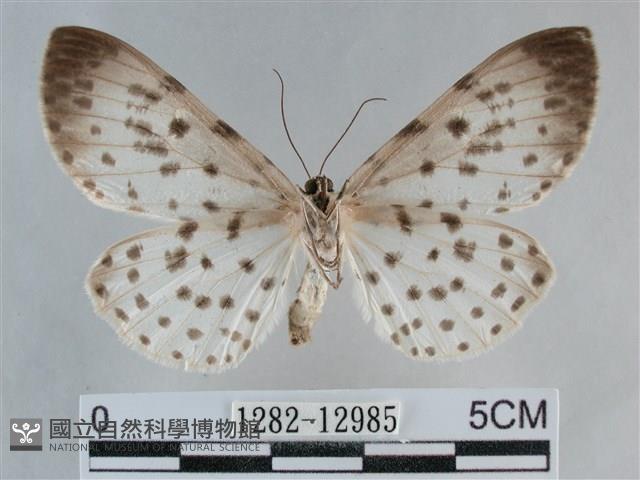 大胡麻斑星尺蛾藏品圖，第2張